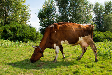 Cow with brown and white spots eating grass in the meadow on a bright sunny day in the summer