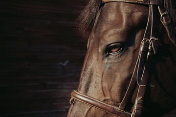 Closeup eye and muzzle of an amazing bay horse on wooden wall background