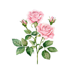 Fototapeta premium Illustration of a bouquet of pink roses isolated on white background 