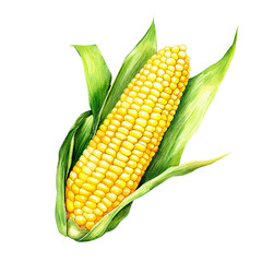 corn isolated on white