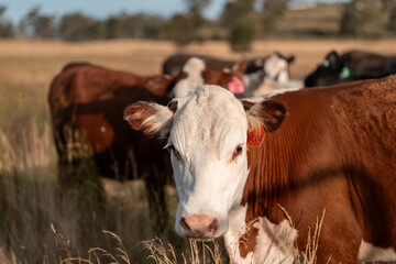 Stud beef cows in a field on a farm in England. English cattle in a meadow grazing on pasture in...
