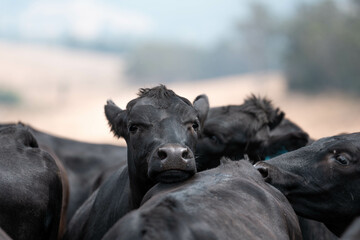 Stud beef cows in a field on a farm in England. English cattle in a meadow grazing on pasture in...
