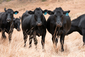 Stud beef cows in a field on a farm in England. English cattle in a meadow grazing on pasture in...