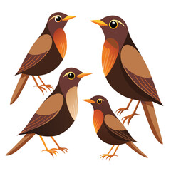 Thrush Birds set  on white background