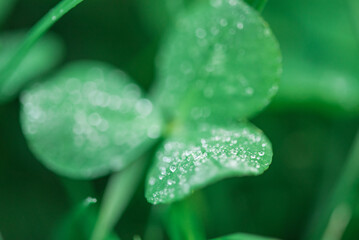 Macro photo of water drop on clover plant leaf. Green natural background with plant thin focus part.