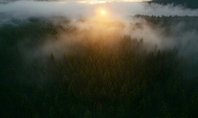 Obraz premium Misty Sunrise Over Evergreen Forest Aerial View