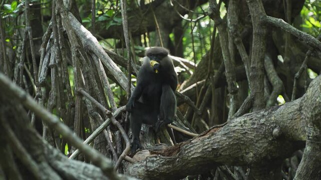 langur monkey eats banana on mangrove forest tree branch in Sri Lanka wildlife