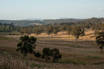 Fototapeta premium pasture and grasses growing on a regenerative agricultural farm. native plants storing carbon in australia
