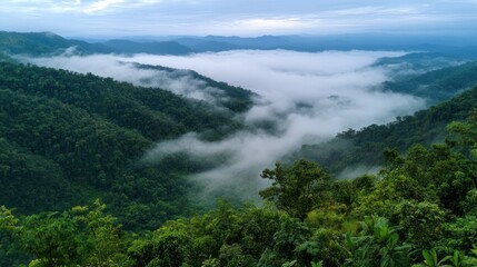 Misty mountain view showcasing vibrant forest canopy and serene valley fog