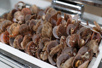 Scallops and Shellfish on White Plate, Fresh Seafood with Ocean Flavor