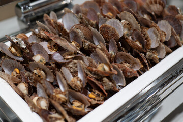 Scallops and Shellfish on White Plate, Fresh Seafood with Ocean Flavor