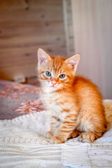 Cute red striped kitten sitting on the bed © 9dreamstudio