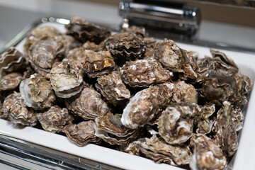 Fresh Oysters on White Tray, Highlighting Sea Breeze and Seafood Flavor
