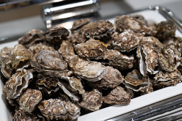 Fresh Oysters on White Tray, Highlighting Sea Breeze and Seafood Flavor