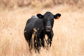 Stud beef cows in a field on a farm in England. English cattle in a meadow grazing on pasture in...