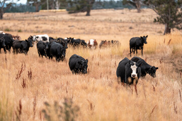 Stud beef cows in a field on a farm in England. English cattle in a meadow grazing on pasture in springtime. Green grass growing in a paddock on a sustainable agricultural ranch.