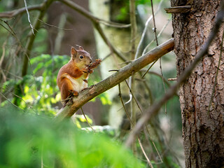A charming squirrel sits on a tree branch and holds the remains of a fir cone in its paws. Close-up. Sunny forest background with squirrel.
