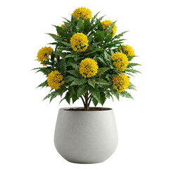 A lush peace lily plant (Spathiphyllum) in a modern ceramic pot, featuring dark green glossy leaves and elegant white blooms