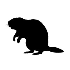 Beaver silhouette – vector illustration © KR Studio