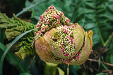 Rhubarb that flowers and goes to seed, reuburbarum