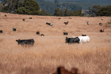 Stud beef cows in a field on a farm in England. English cattle in a meadow grazing on pasture in...