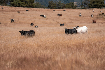 Stud beef cows in a field on a farm in England. English cattle in a meadow grazing on pasture in...