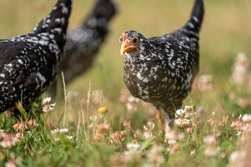 free range chickens on a farm pasture rasied outside in australia