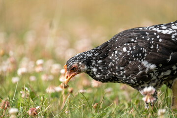 free range chickens on a farm pasture rasied outside in australia