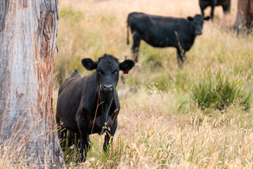 organic, regenerative, sustainable agriculture farm producing stud wagyu beef cows. cattle grazing in a paddock. cow in a field on a ranch