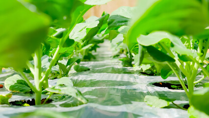 water drops on a green leaf