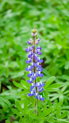 blue flowers in the garden