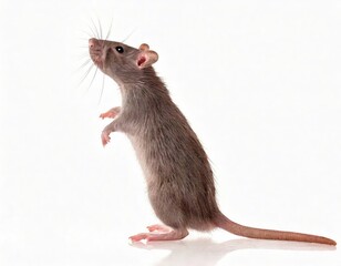 Curious Rat: A Gray Rodent Posing Elegantly on White