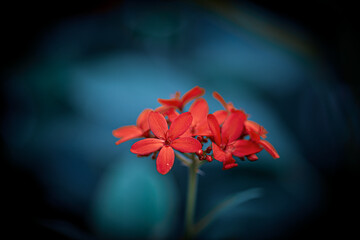 Summer flower with blurred background