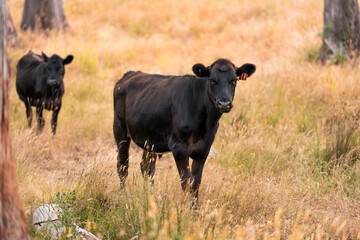 Beef cows and calves grazing on grass on a beef cattle farm in  Australia. breeds include murray grey, angus and wagyu © Phoebe