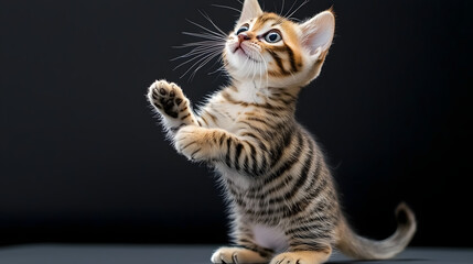 Naklejka premium A kitten is standing on a black surface. Generated using AI.