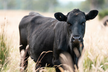 beautiful cattle in Australia  eating grass, grazing on pasture. Herd of cows free range beef being regenerative raised on an agricultural farm. Sustainable farming