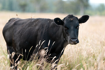 Beef cows and calves grazing on grass on a beef cattle farm in  Australia. breeds include murray grey, angus and wagyu