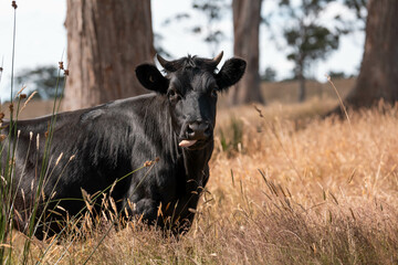 Beef cows and calves grazing on grass on a beef cattle farm in  Australia. breeds include murray...