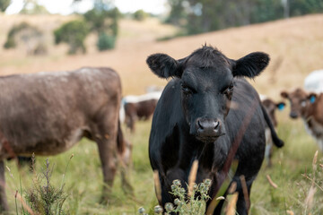 organic, regenerative, sustainable agriculture farm producing stud wagyu beef cows. cattle grazing in a paddock. cow in a field on a ranch