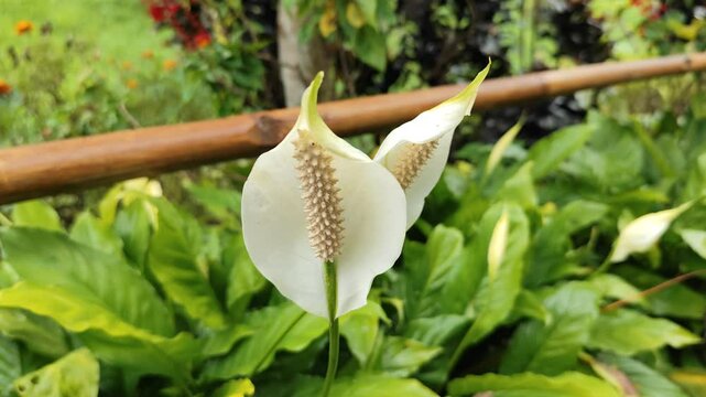 Peace lilies bloom in lush greenery