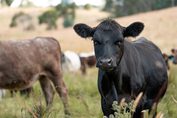 organic, regenerative, sustainable agriculture farm producing stud wagyu beef cows. cattle grazing in a paddock. cow in a field on a ranch
