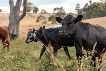 organic, regenerative, sustainable agriculture farm producing stud wagyu beef cows. cattle grazing in a paddock. cow in a field on a ranch