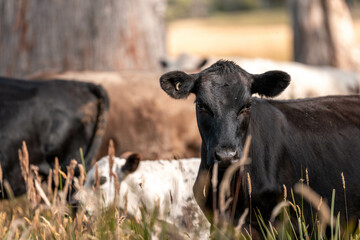Beef cows and calves grazing on grass on a beef cattle farm in  Australia. breeds include murray...