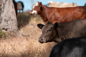 organic, regenerative, sustainable agriculture farm producing stud wagyu beef cows. cattle grazing in a paddock. cow in a field on a ranch