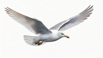 Fototapeta premium Seagull in Flight: A Serene Artistic Rendering