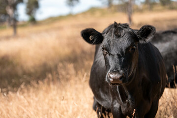 Beef cows and calves grazing on grass on a beef cattle farm in  Australia. breeds include murray...