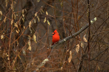 red cardinal on branch