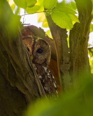 Tawny  owl