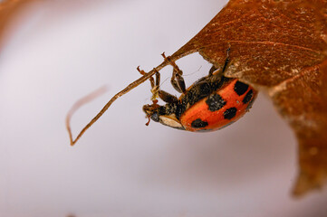 Lady Bug on a Leaf