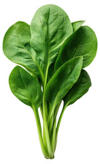 Fresh green spinach leaves with vibrant color and texture.